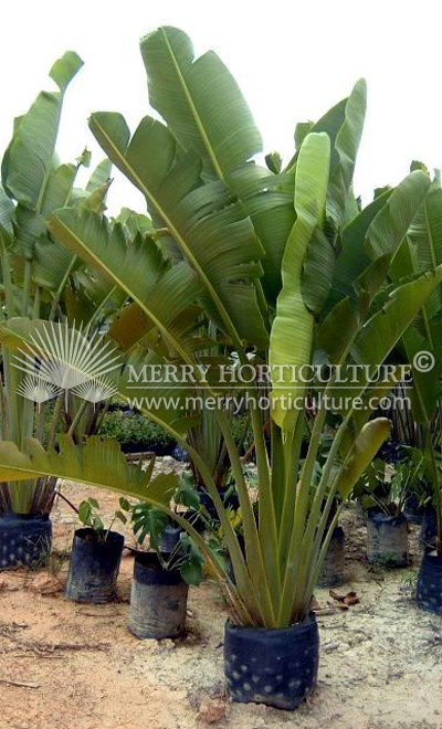 Ravenala madagascariensis (Traveler's palm)